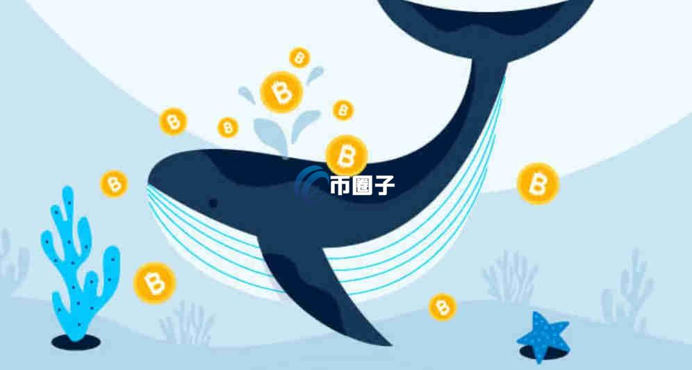 比特币鲸鱼地址是什么？通俗讲解比特币鲸鱼地址