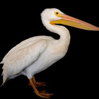 PELICANLOGO图片
