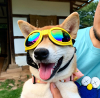 MOGDOGLOGO图片