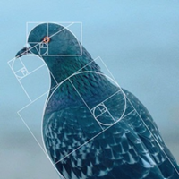 PIGEONLOGO