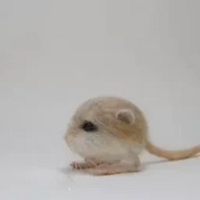 MIKILOGO图片