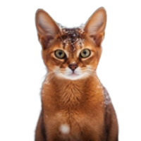GINGERLOGO图片