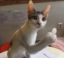 FLIPCATLOGO图片