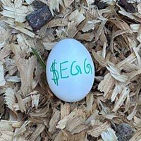 EGGLOGO图片