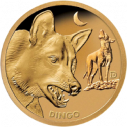 DINGO