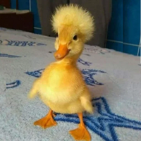 $DICKILOGO图片