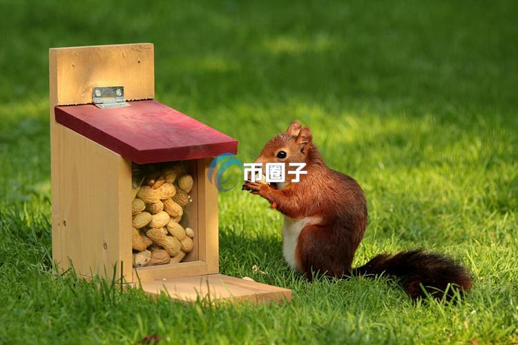 马斯克为松鼠花生安乐死哀悼！引发Solana区块链上的Meme币PNUT交易量暴增120%